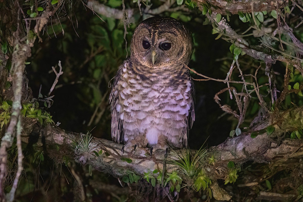 Rusty-barred Owl - Raphael Kurz -  Aves do Sul