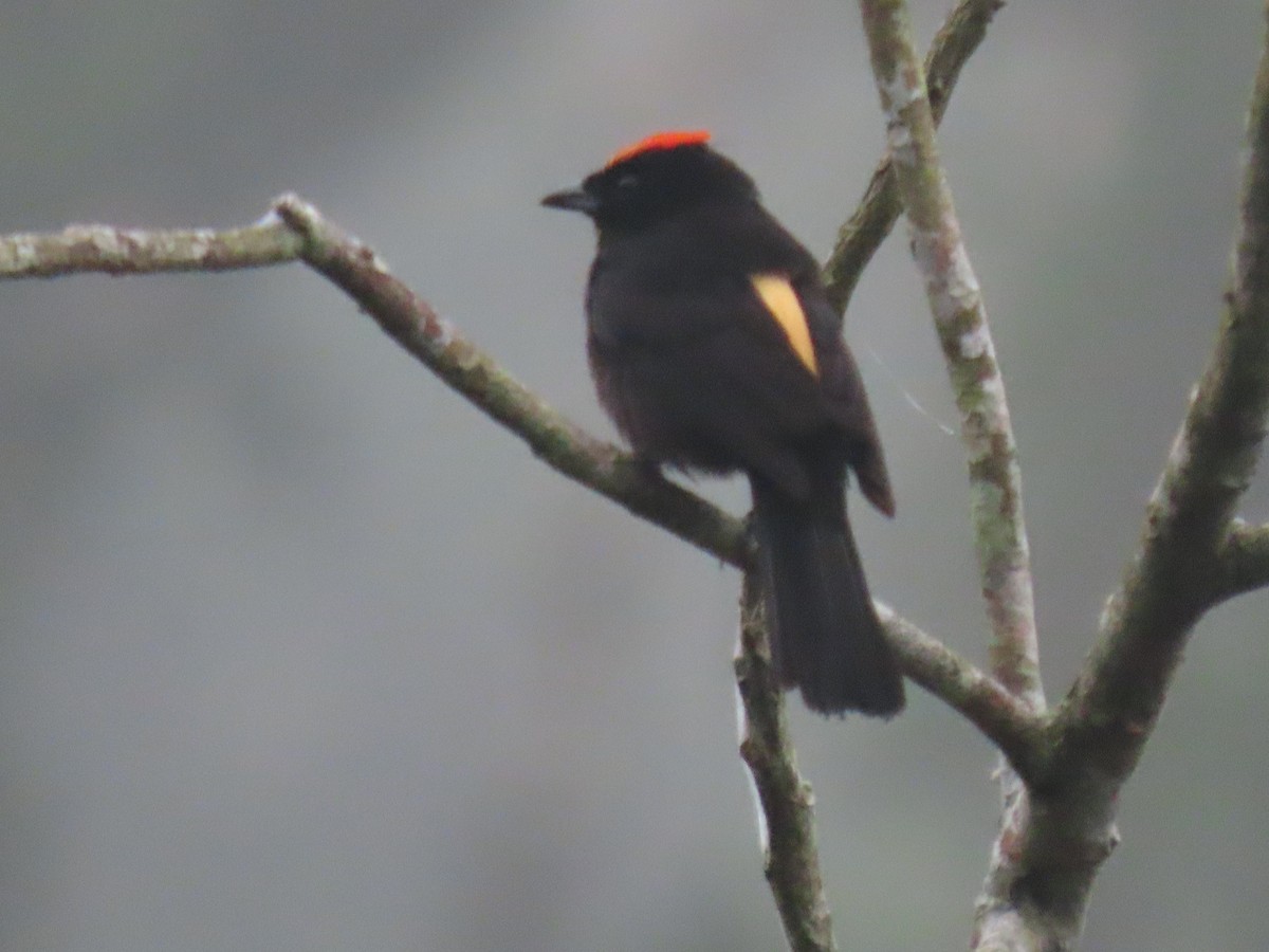 Flame-crested Tanager - ML617653887