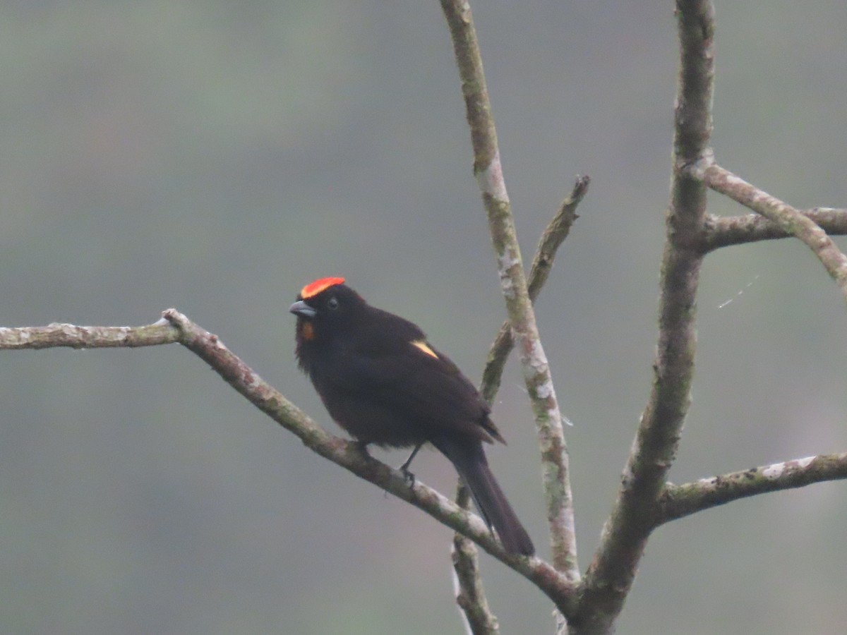 Flame-crested Tanager - ML617653888