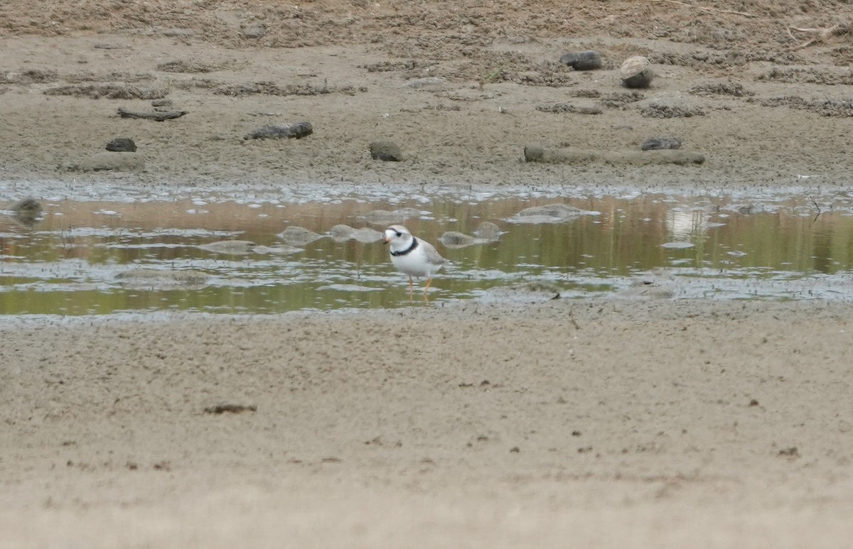 Piping Plover - ML617653891