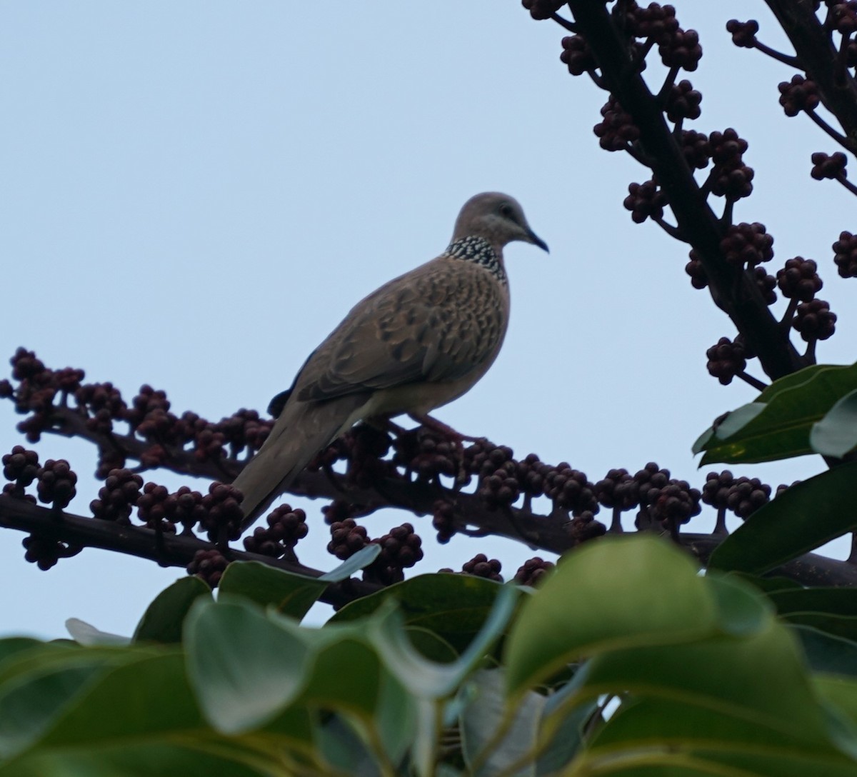 Spotted Dove - ML617653902