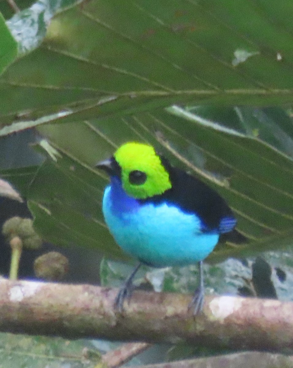 Paradise Tanager - ML617653904