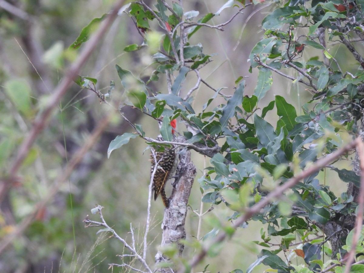 Golden-tailed Woodpecker - ML617653914