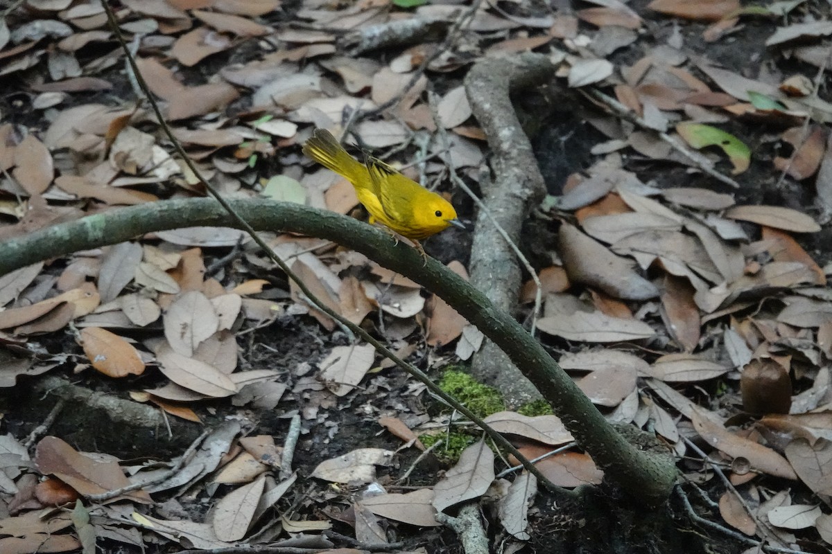 Yellow Warbler - Steven Nelson