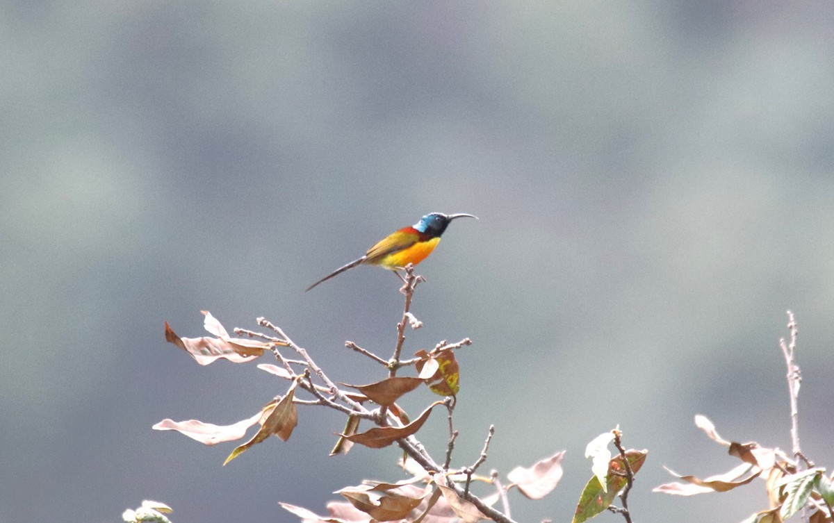 Green-tailed Sunbird - Praveen H N