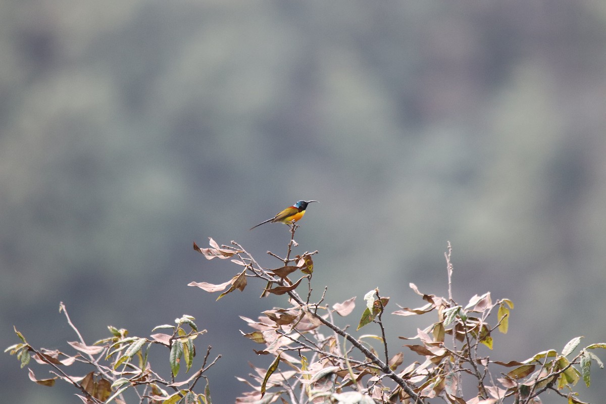 Green-tailed Sunbird - Praveen H N