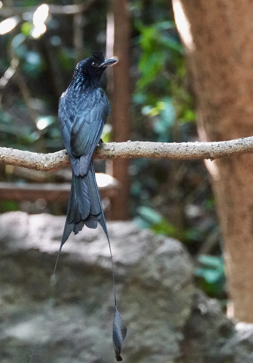 Greater Racket-tailed Drongo - ML617654066