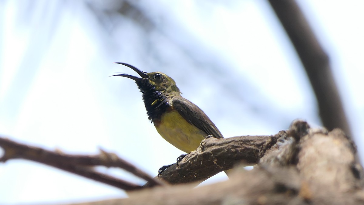 Ornate Sunbird - Bijoy Venugopal