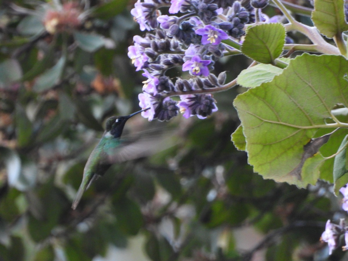 Rivoli's Hummingbird - ML617654175