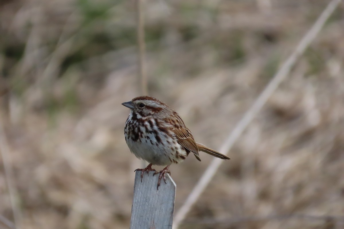 Song Sparrow - Guy Poisson