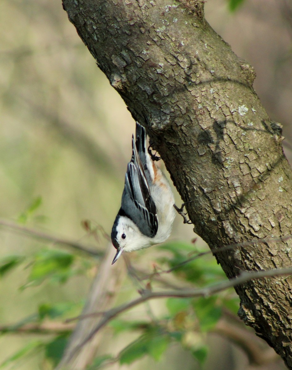 White-breasted Nuthatch - ML617654303