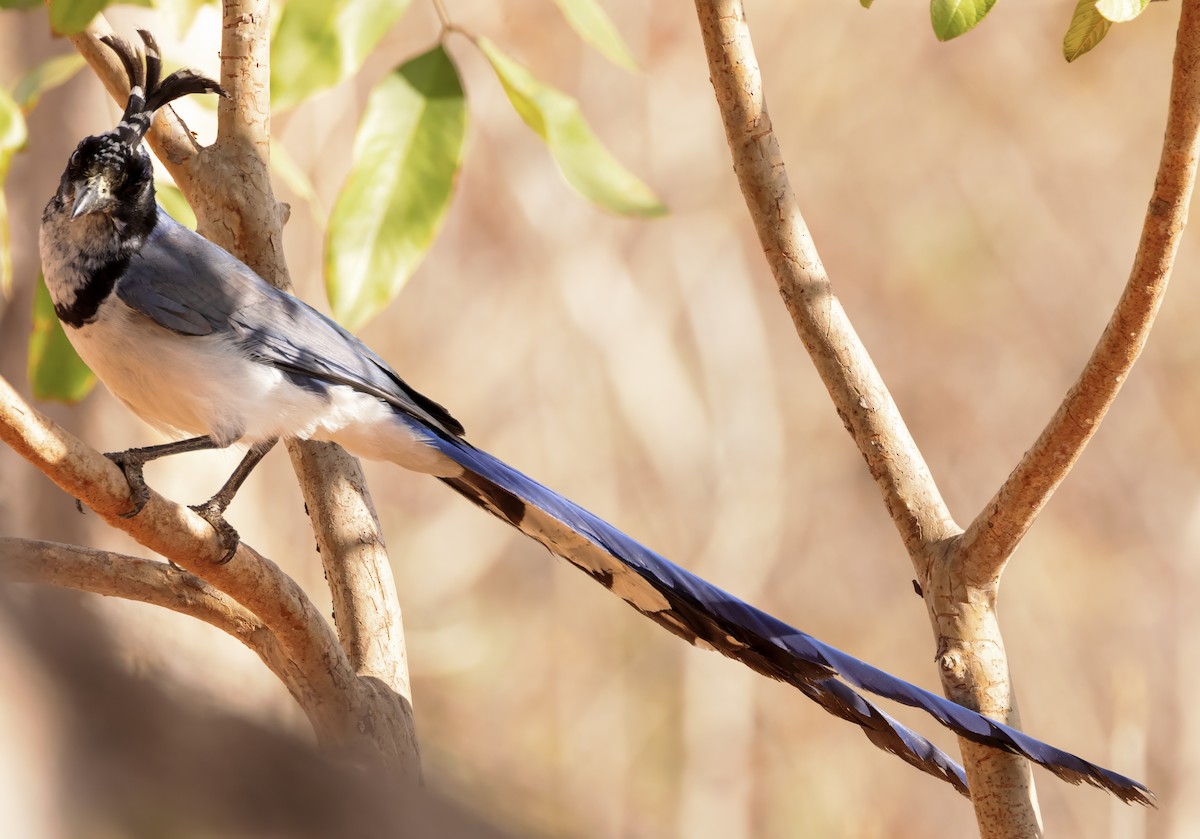 Black-throated Magpie-Jay - ML617654324