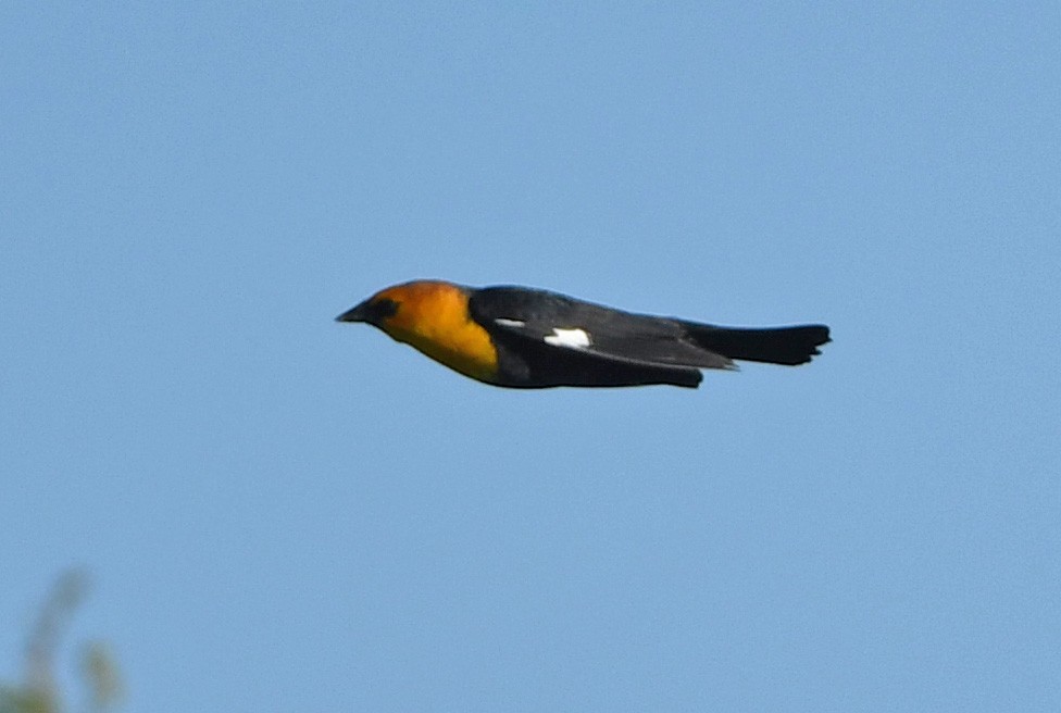 Yellow-headed Blackbird - ML617654338