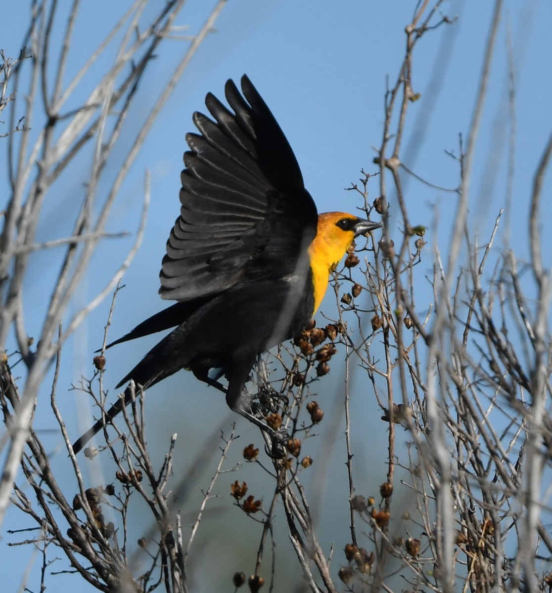 Yellow-headed Blackbird - ML617654339
