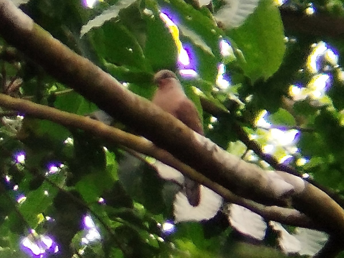 White-eared Brown-Dove (White-eared) - ML617654344