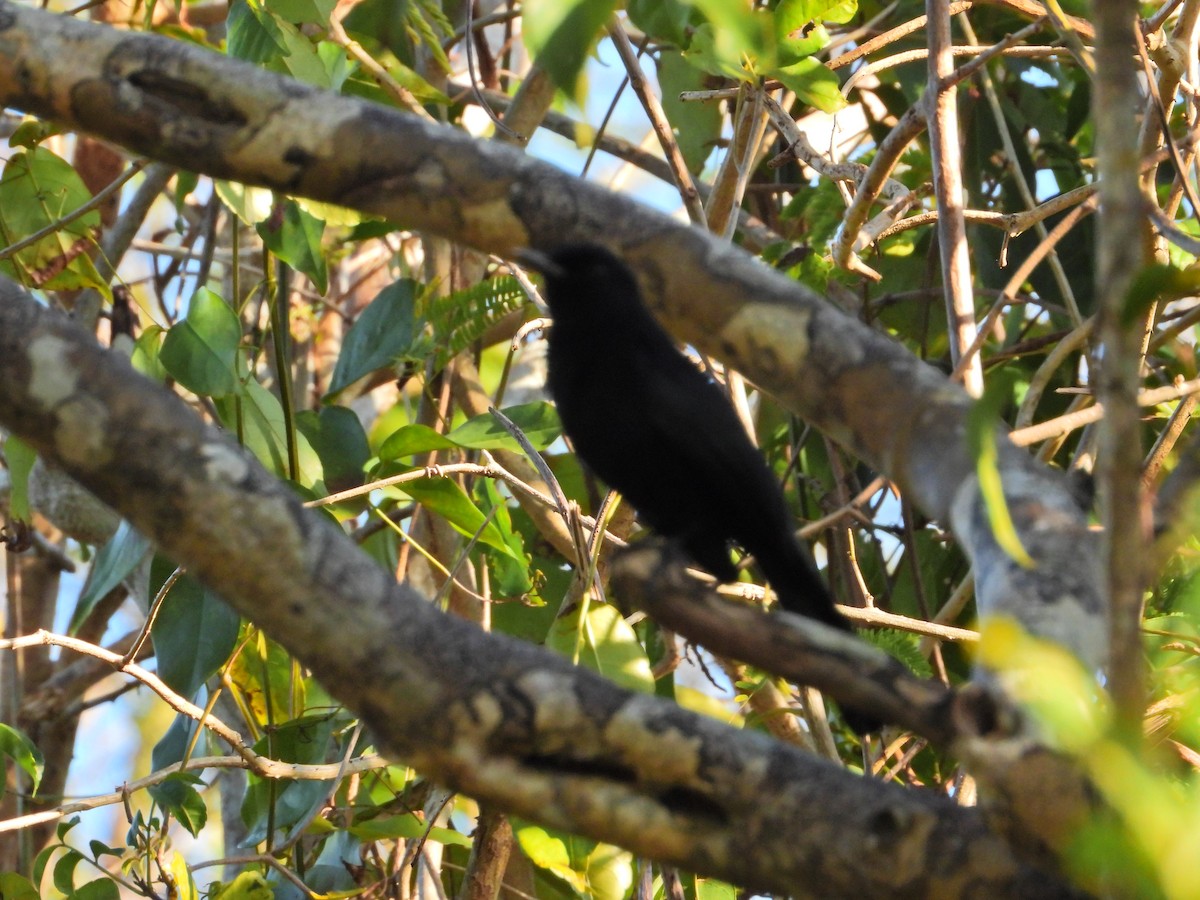 Black Catbird - José  Paz