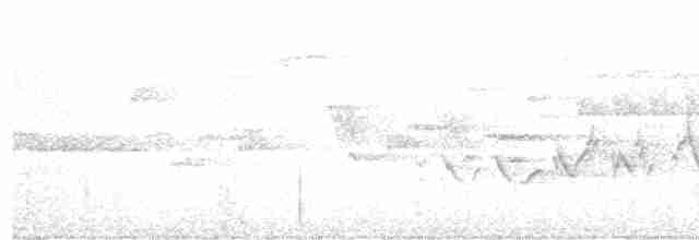 Amerika Çütresi (purpureus) - ML617654374