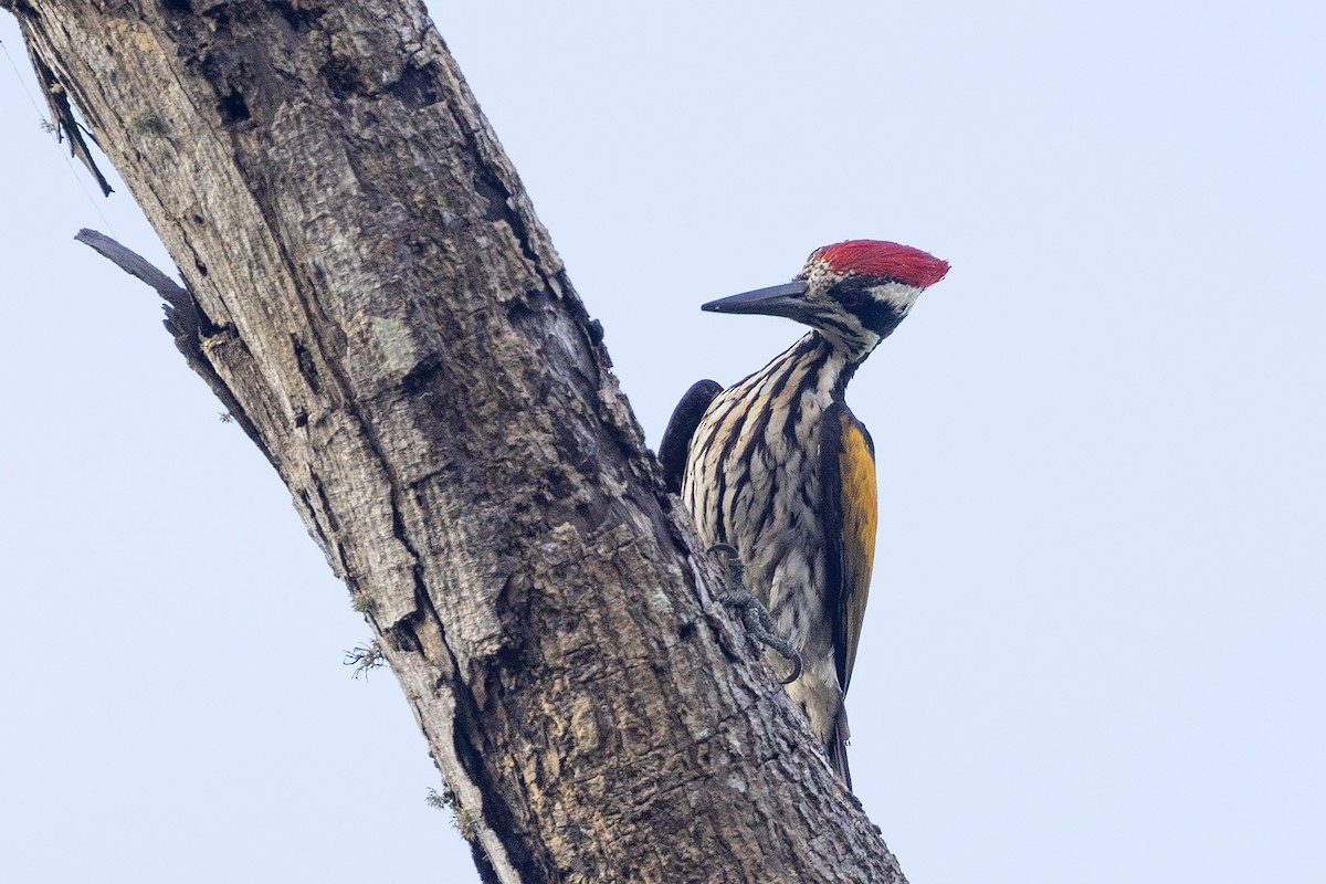 White-naped Woodpecker - Niall D Perrins