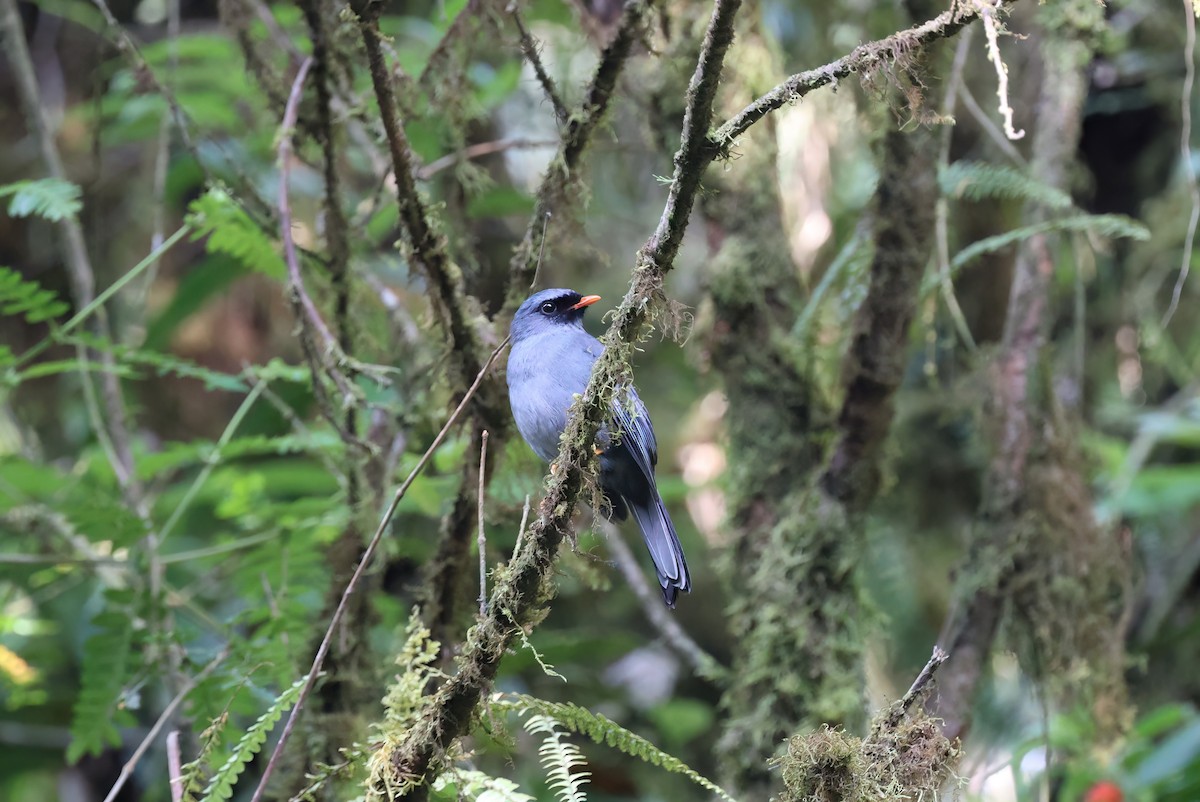 Black-faced Solitaire - Channa Jayasinghe