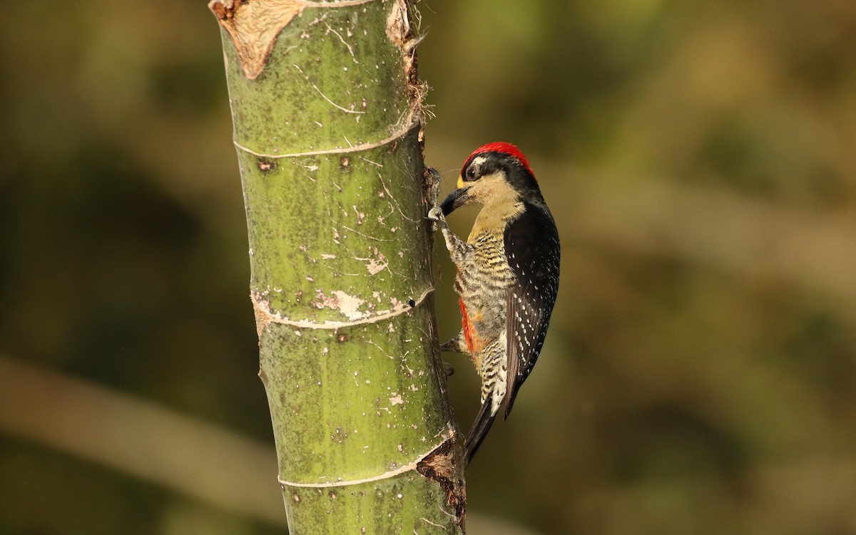 Black-cheeked Woodpecker - ML617654439
