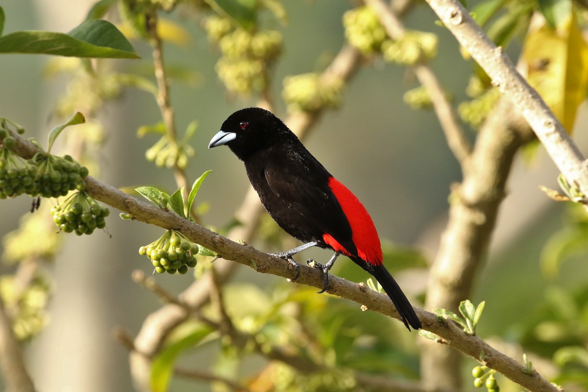 Scarlet-rumped Tanager - ML617654446