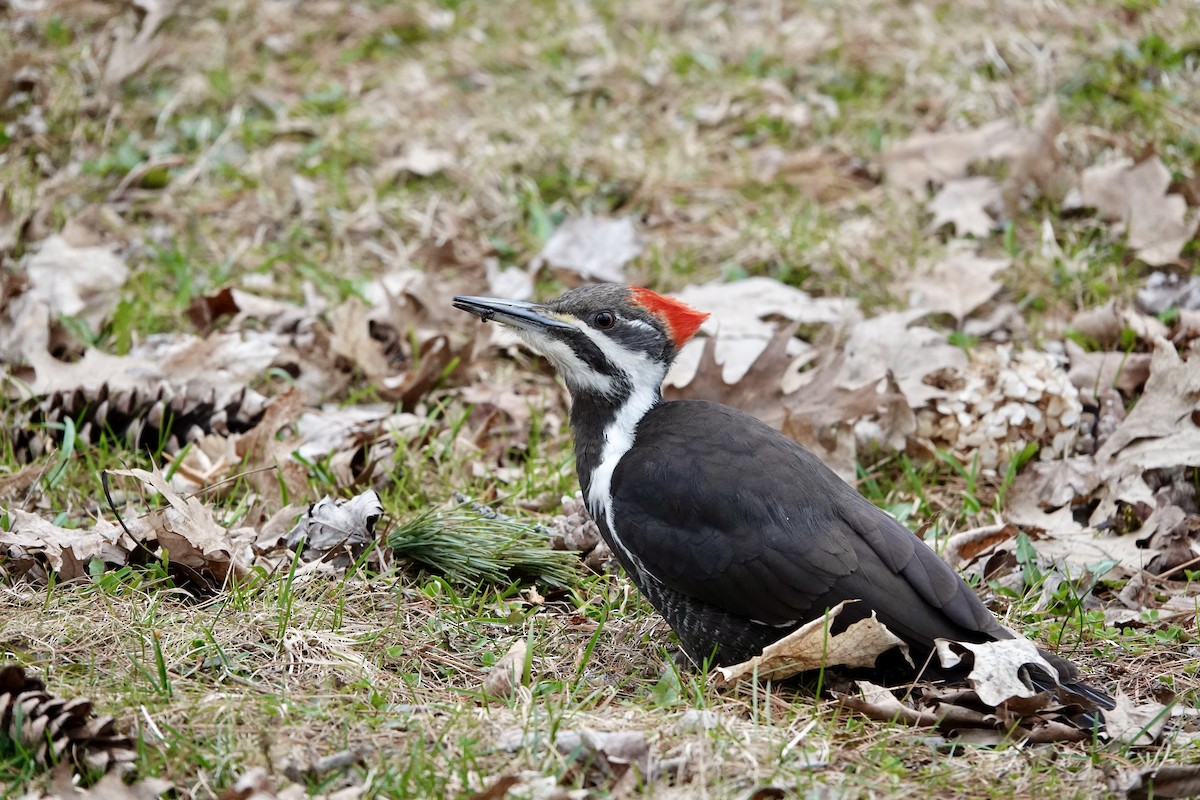 Pileated Woodpecker - ML617654464