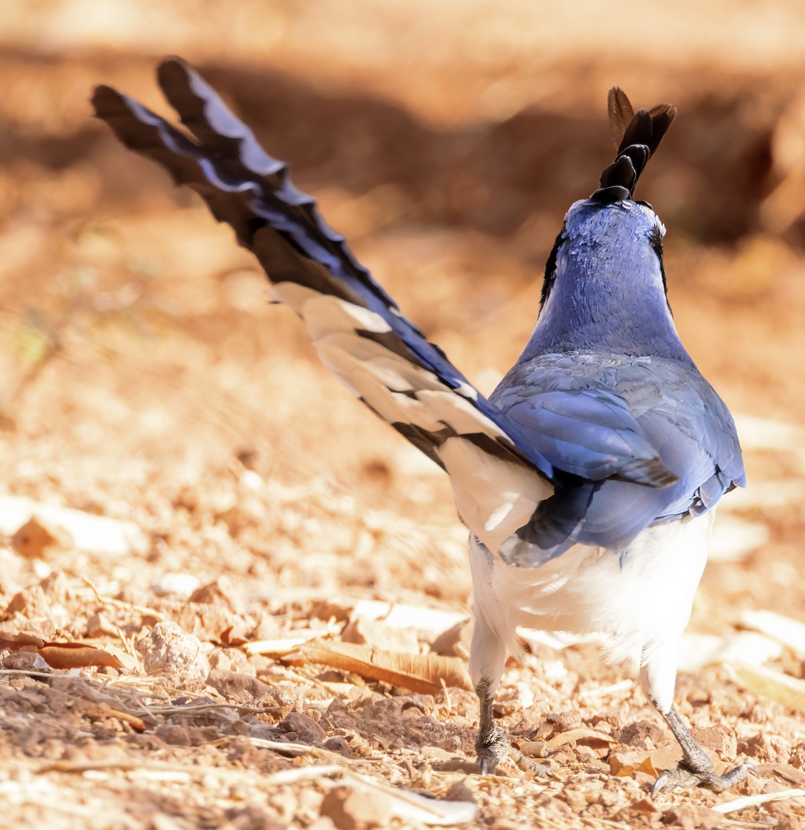 Black-throated Magpie-Jay - ML617654547