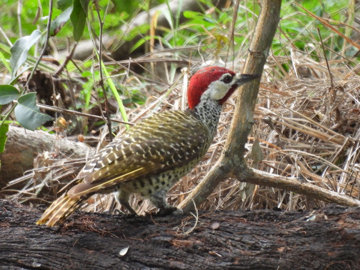 Bennett's Woodpecker - ML617654598