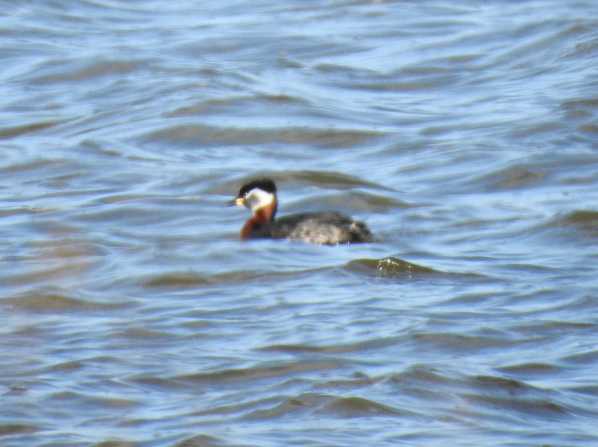 Red-necked Grebe - ML617654715