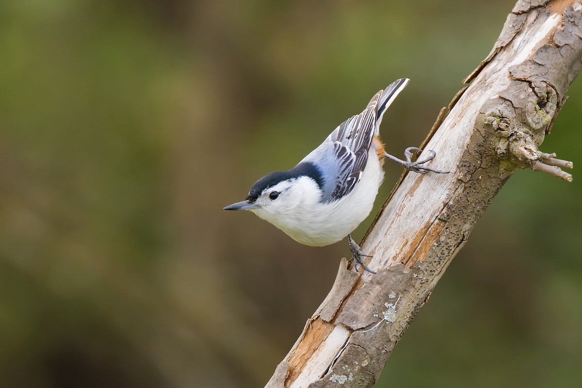 White-breasted Nuthatch - ML617654783