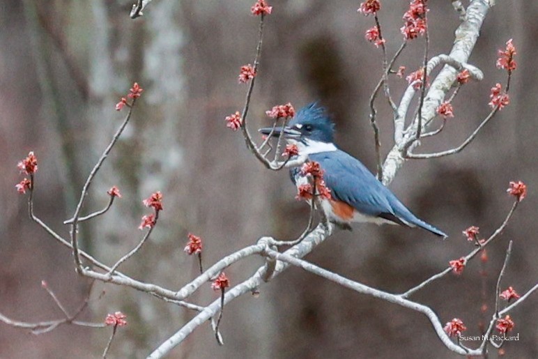 Belted Kingfisher - ML617654804