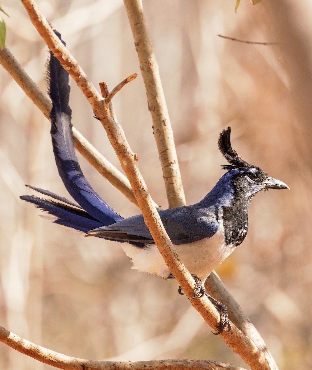 Black-throated Magpie-Jay - ML617654880