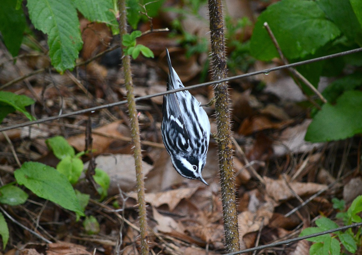 Black-and-white Warbler - ML617654887
