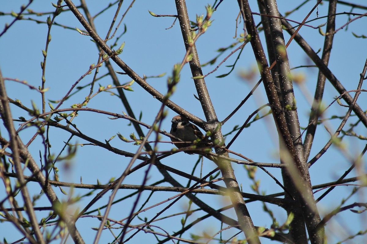 Eurasian Tree Sparrow - Ivan Ivan