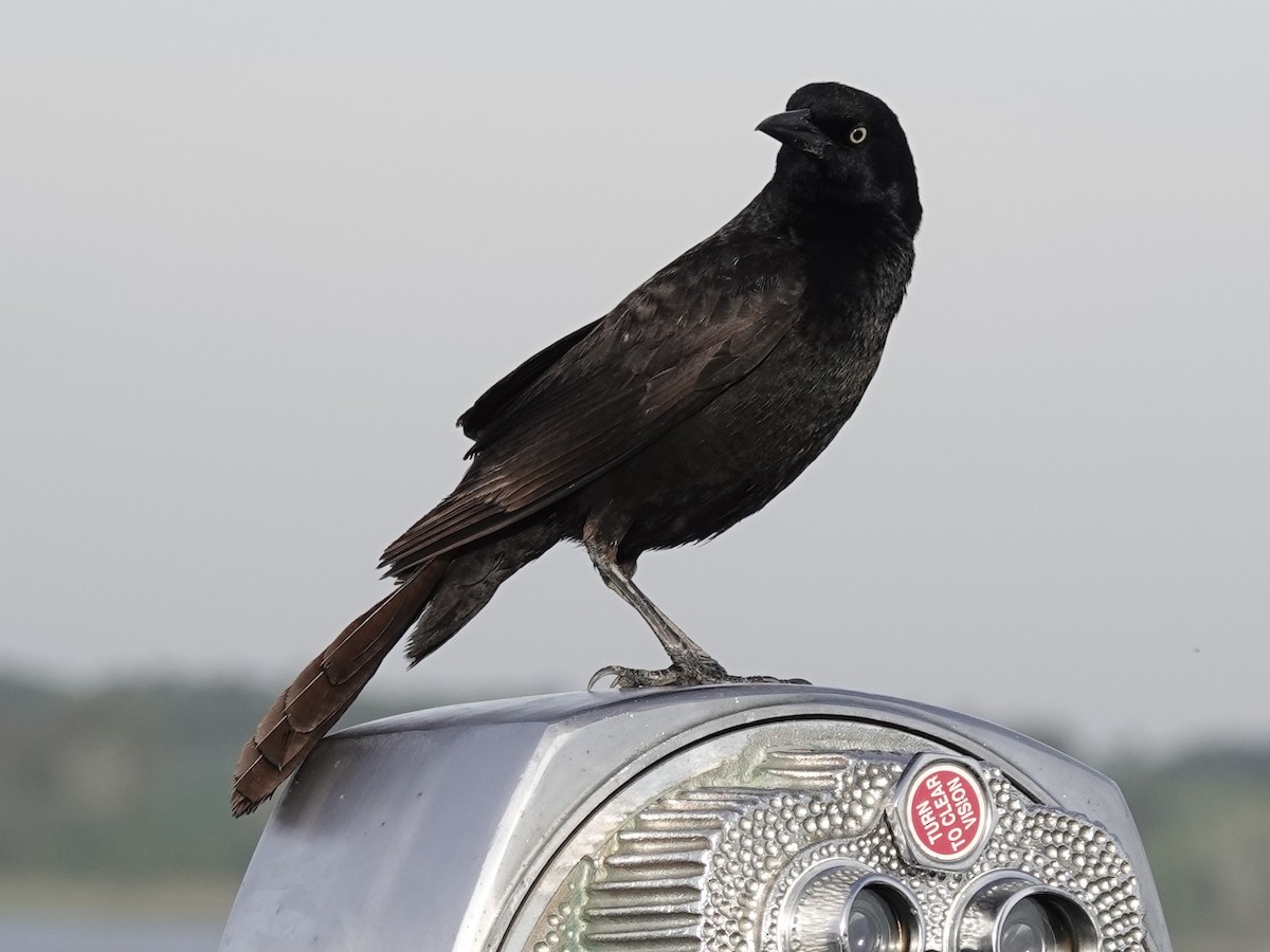 Boat-tailed Grackle - ML617654901