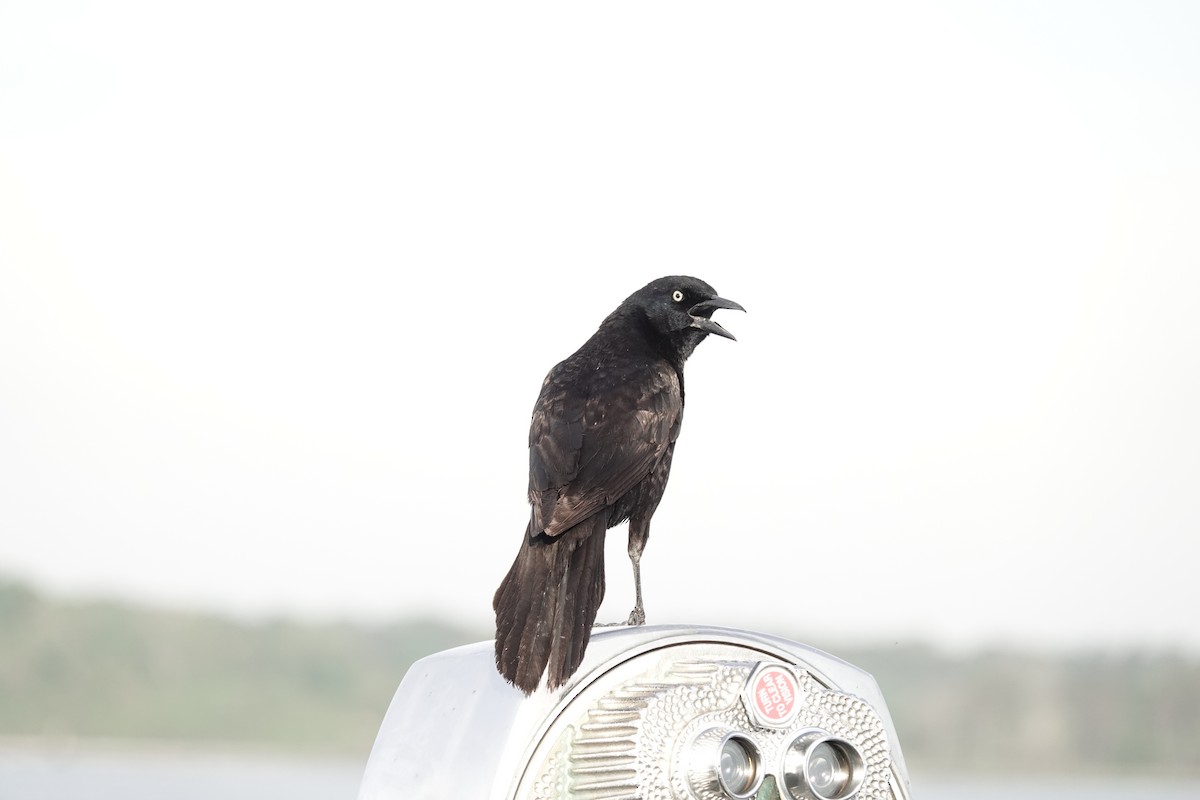Boat-tailed Grackle - ML617654902
