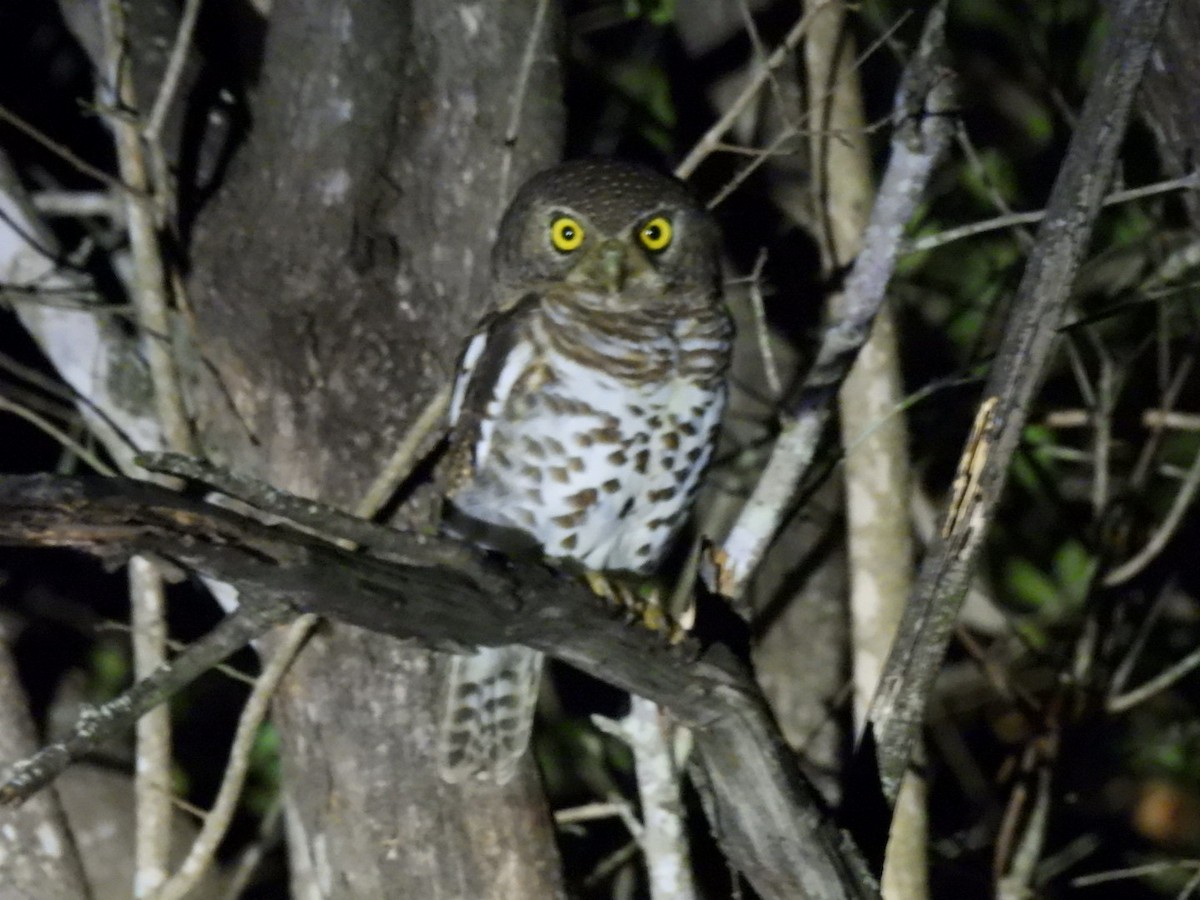 African Barred Owlet - ML617654931