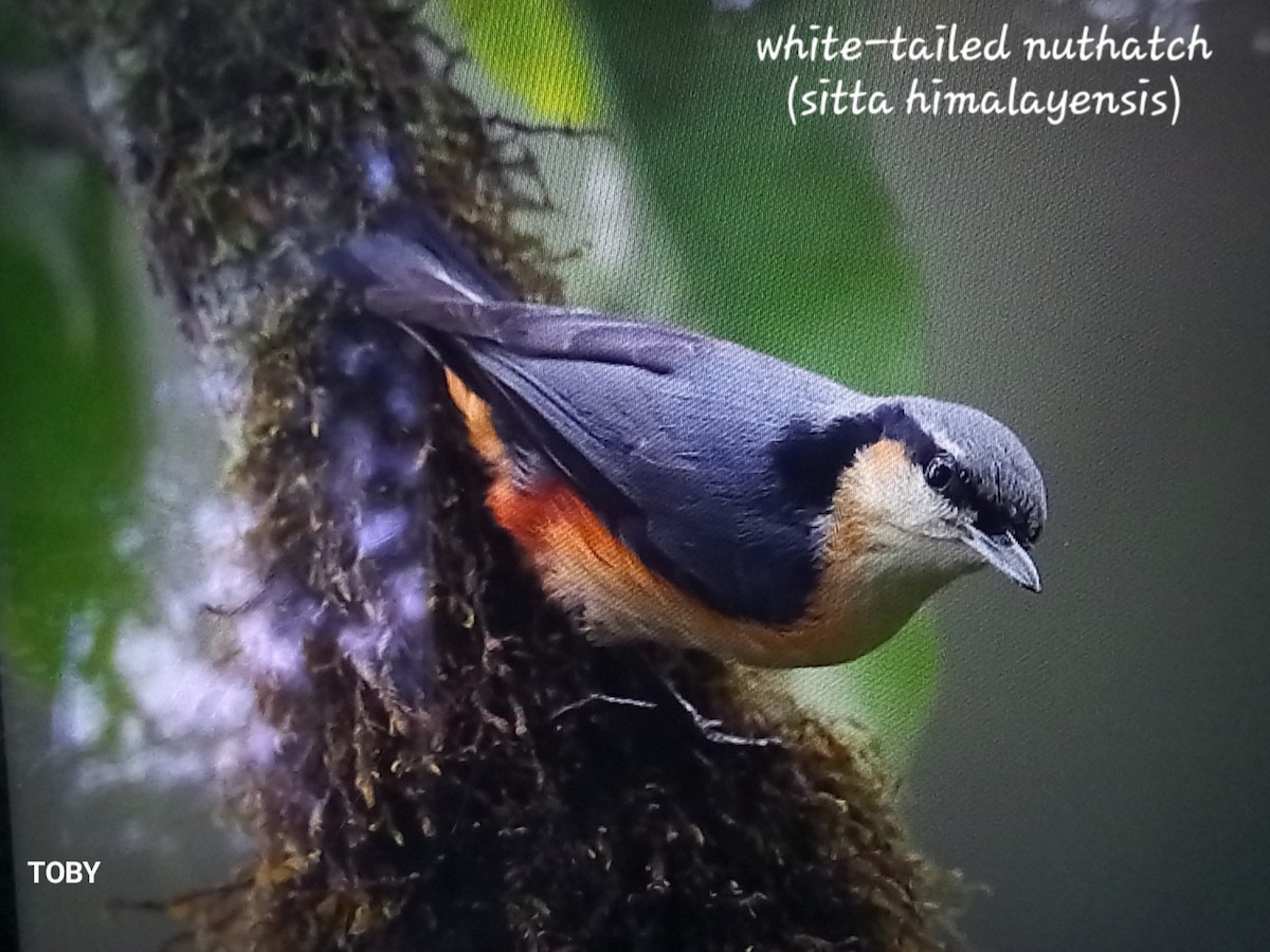 White-tailed Nuthatch - ML617654969