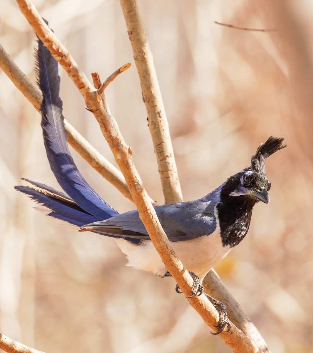 Black-throated Magpie-Jay - ML617655038