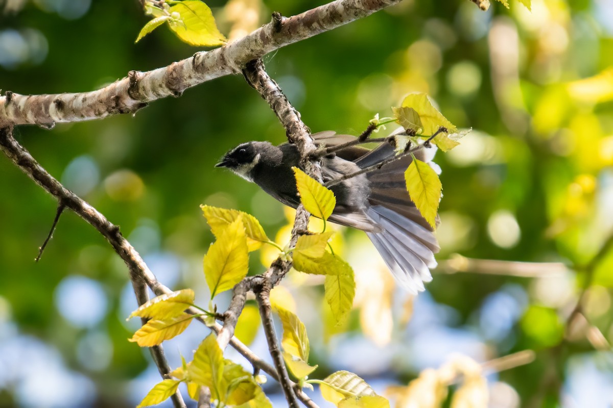White-throated Fantail - ML617655049