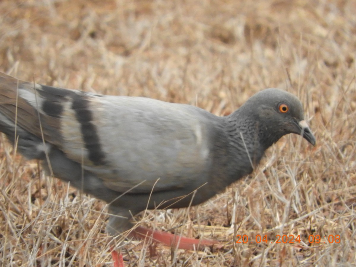 Rock Pigeon (Feral Pigeon) - ML617655092