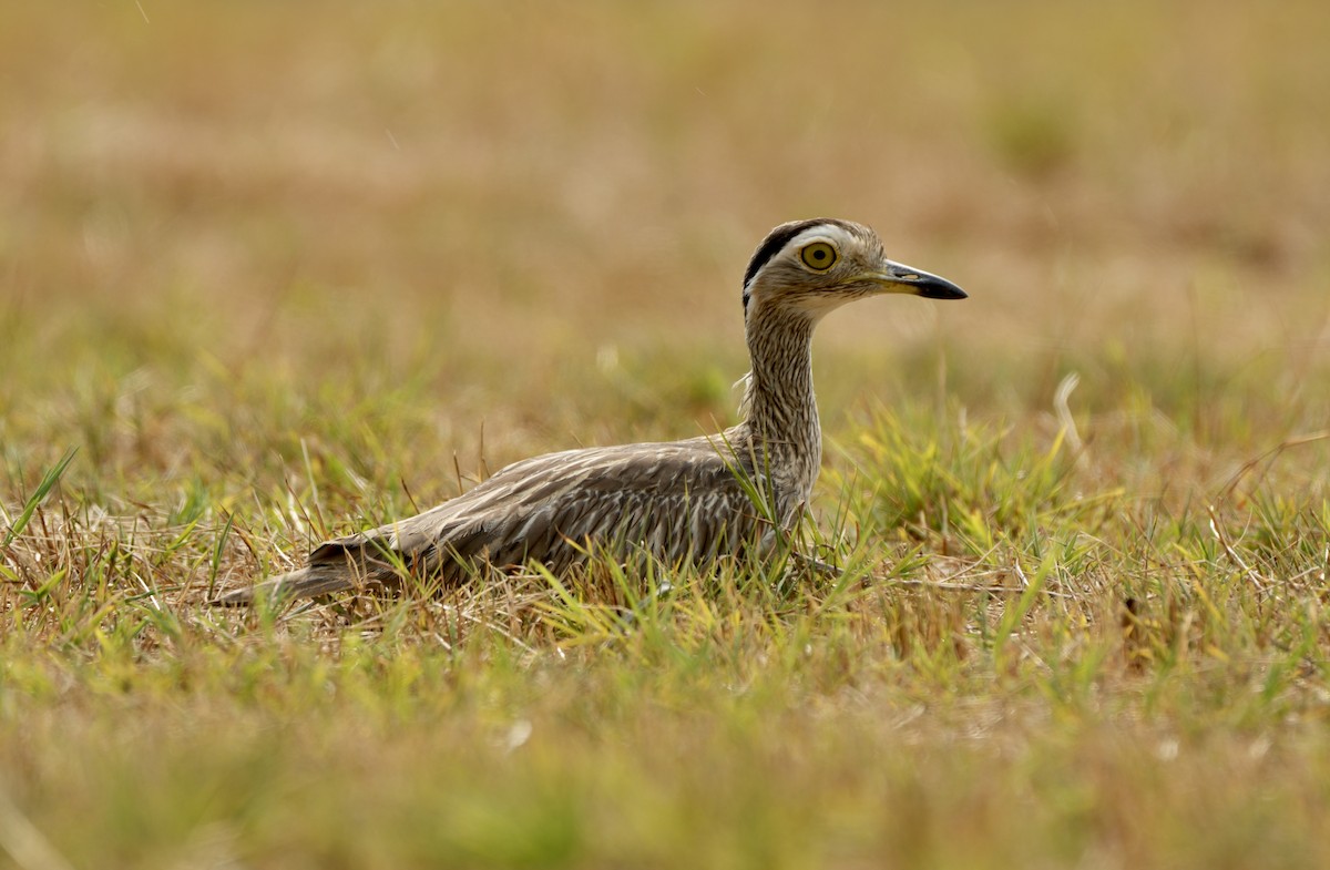 Double-striped Thick-knee - ML617655096