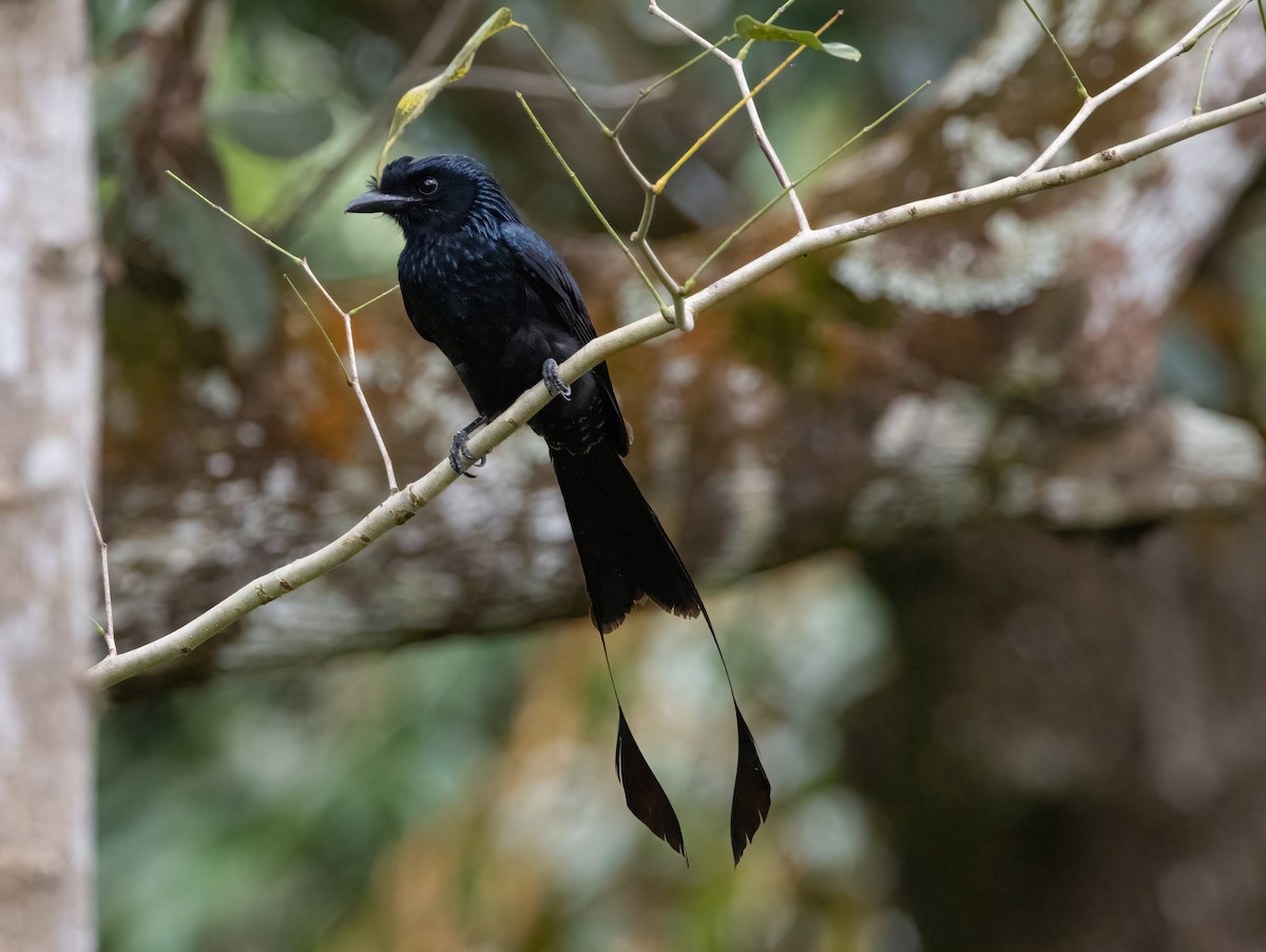 Greater Racket-tailed Drongo - ML617655139