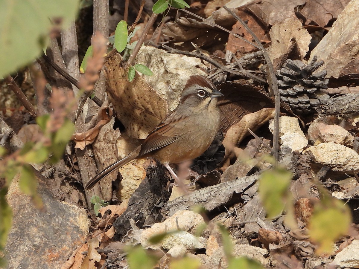 Oaxaca Sparrow - ML617655167