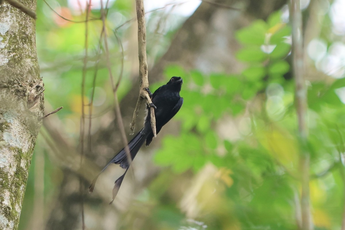 Greater Racket-tailed Drongo - Fadzrun A.