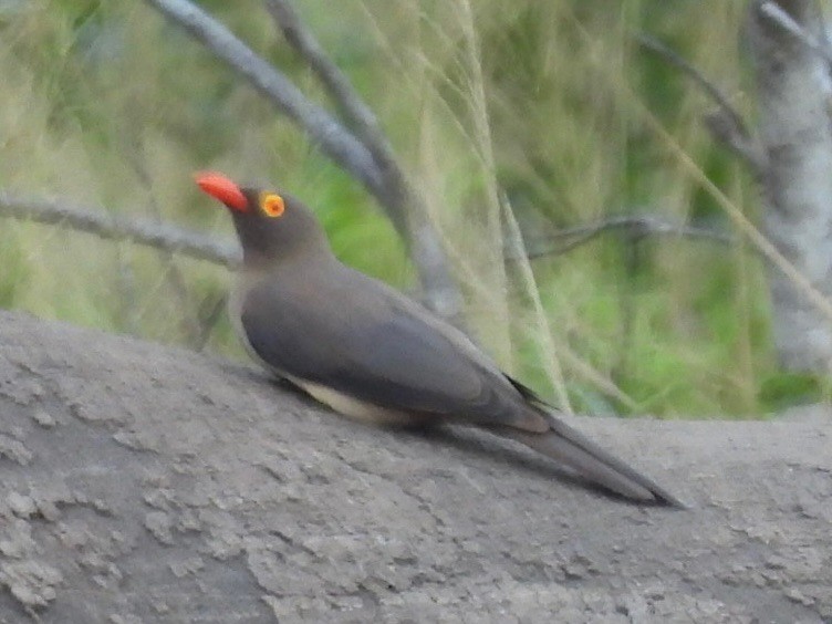 Red-billed Oxpecker - ML617655187