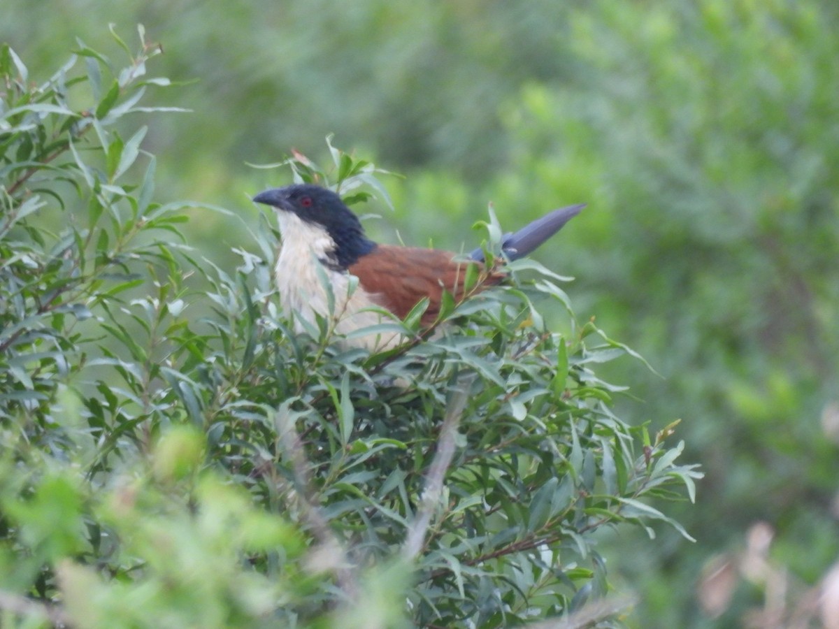 White-browed Coucal - ML617655208