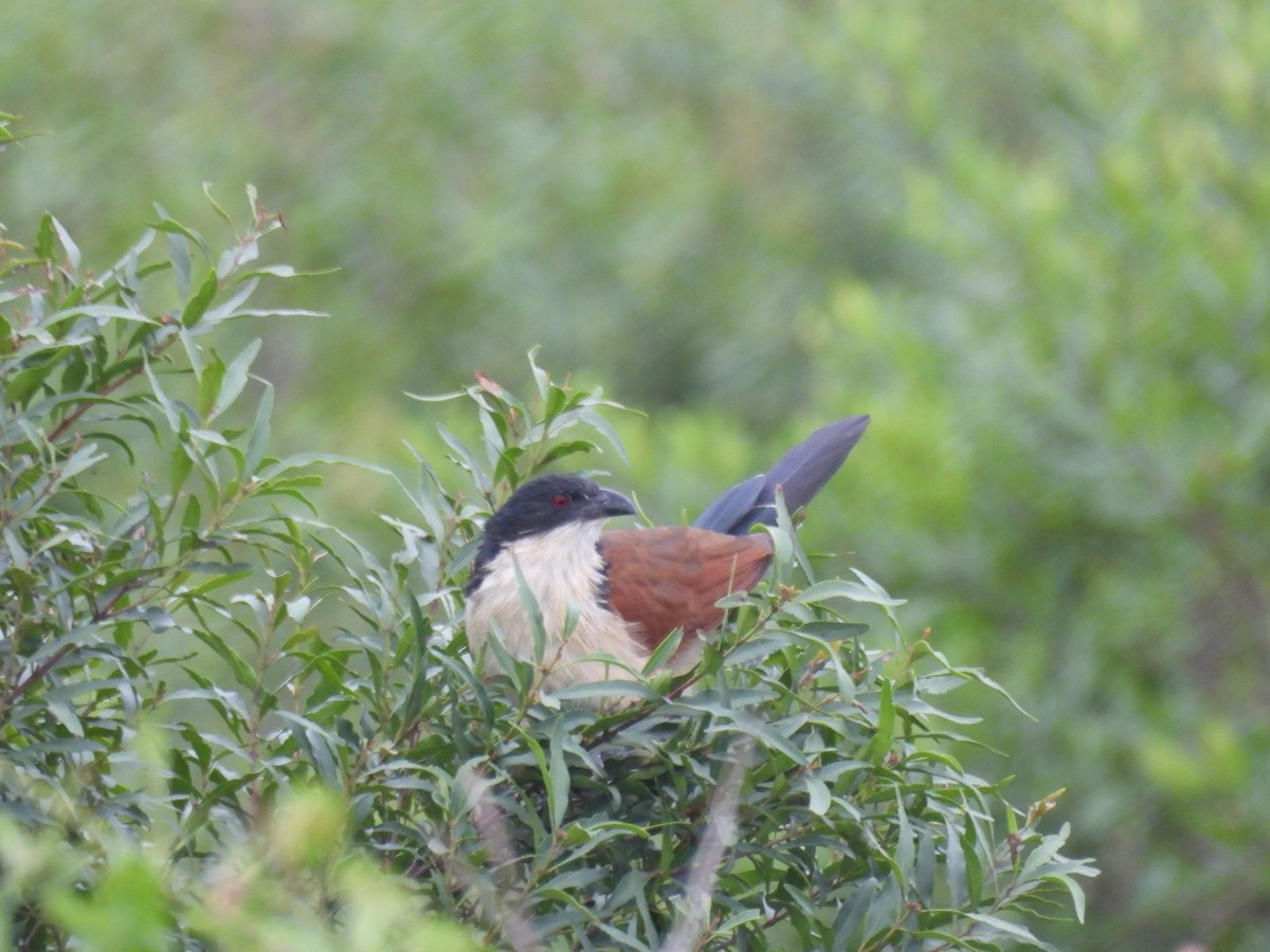 White-browed Coucal - ML617655209