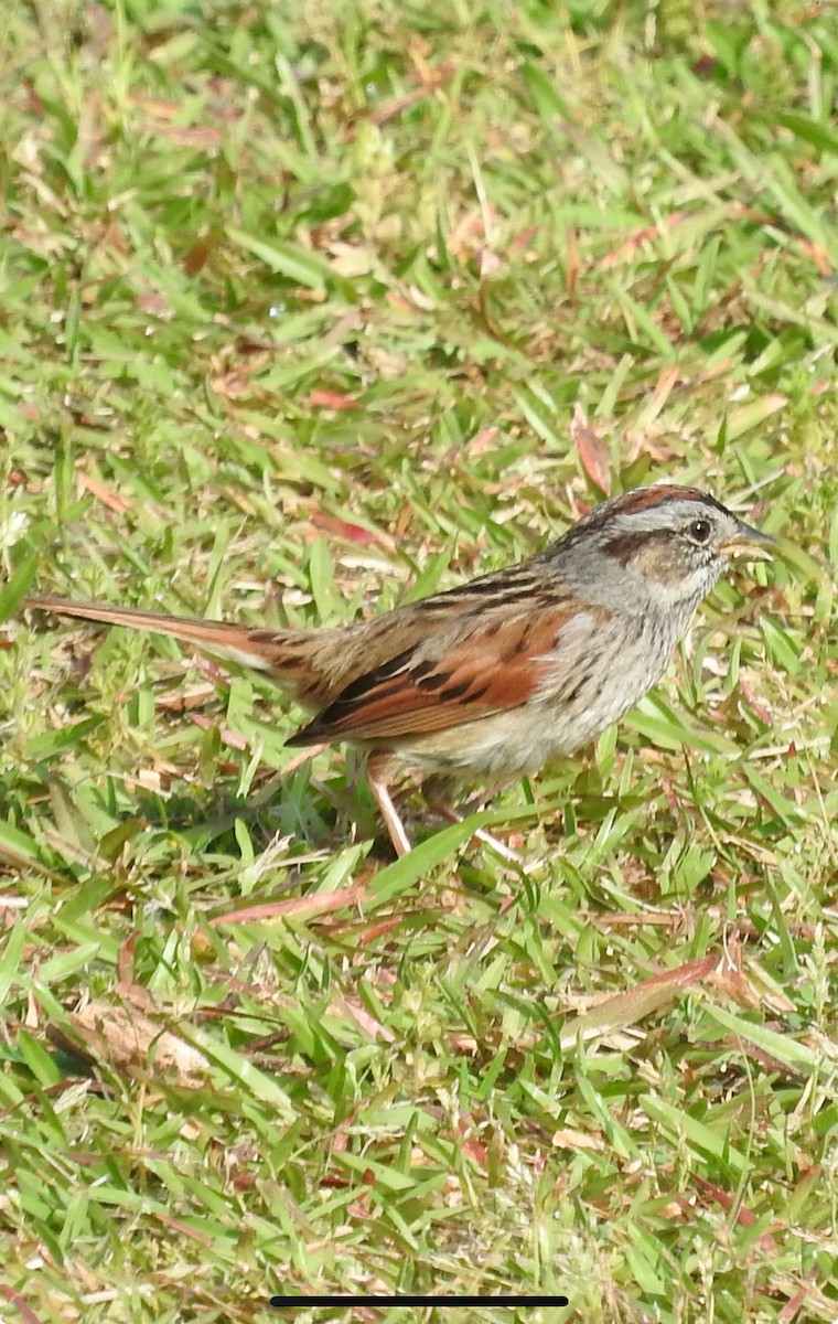 Swamp Sparrow - ML617655211