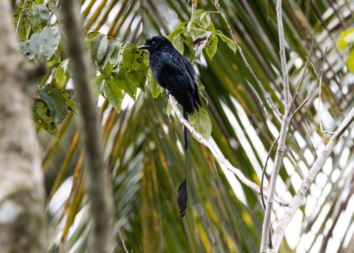 Greater Racket-tailed Drongo - Mitch Rose